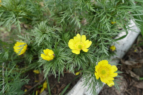 Bright yellow flowers of Adonis vernalis in March