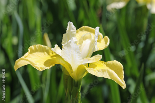 Yellow and white siberian iris flower