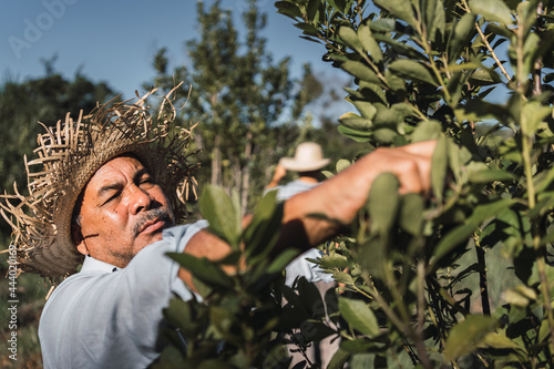 "Tarefero". Local farmer dedicated to harvesting the yerba mate plant.