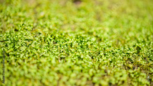 苔の景色をクローズアップ・マクロ撮影 Close-up macro photography of moss scenery 新緑の季節に明るい苔 Bright moss in the fresh green season 日本2021年新緑撮影 Japan 2021 fresh green photography (九州・熊本県南阿蘇) (Kyushu / South Aso, Kumamoto