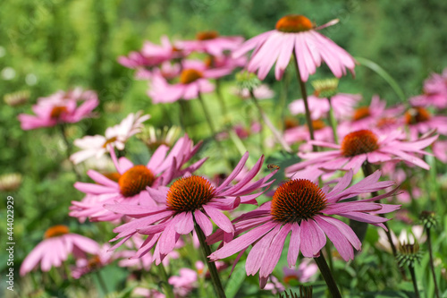 Group of echinacea flowers. Echinacea purpurea. Blurred background. Big purple and orange blossoms of coneflower. Flying wasps. Selective focus.