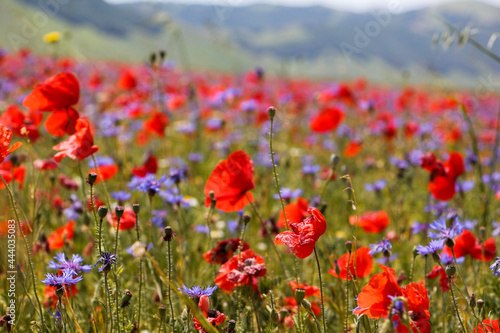 Fioritura Castelluccio di Norcia