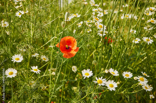 mak ,Papaver