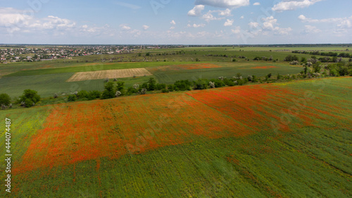 Aerial view of a green field with square part of blooming poppies and green trees. Residential buildings in the background. Ukraine