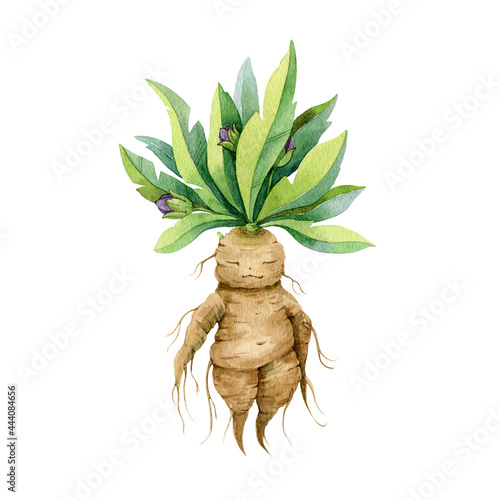 Mandragora plant watercolor illustration. Hand drawn magic mandrake herb with root and green leaves. Magical mandragora plant botanical element. Mystic mythology herb on white background