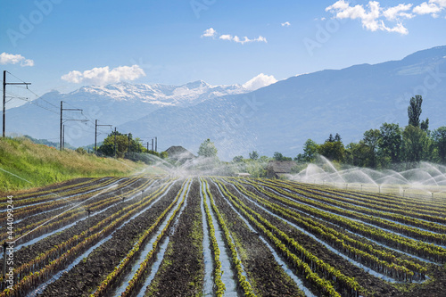 A nursery filed of grafting young baby grapevines while overhead sprinklers provide irrigation to its plants during spring season with mountain alps with sky in background, vineyard in Savoie, France 