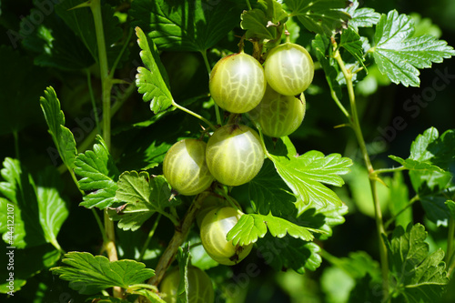 Ripening gooseberries in a shrub. Gooseberry or European gooseberry (Ribes uva-crispa). Family Grossulariaceae. Dutch garden, July.