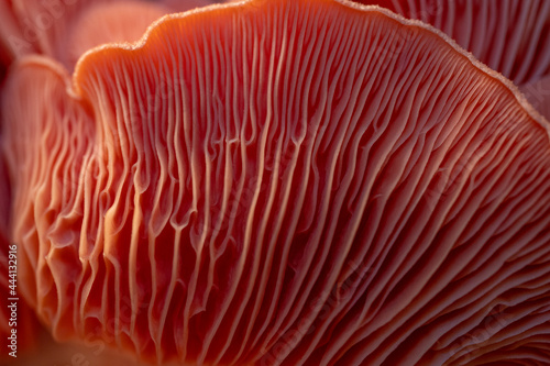 Large close up of a pink oyster mushroom 