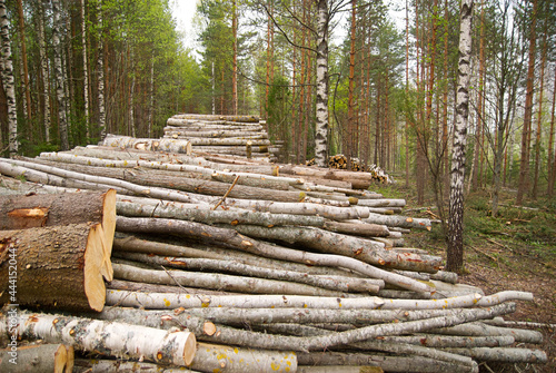 Various different wood types in one log pile, birch, aspen, pine, alder