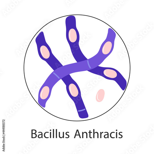 Bacillus Anthracis, pathogen. Rod-shaped gram-positive bacteria. Vector flat illustration