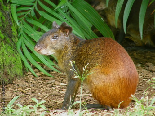  Close up of Cute agouti in the palm trees on the French penal colony of devil's island, french guiana, South america