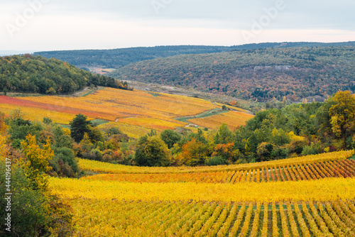Des vignes en automne. Des rangs de vigne en automne. Des vignes jaunes en automne. La bourgogne en automne. La Côte-d'Or. Un paysage de vignes automnales. Un vignoble automnal