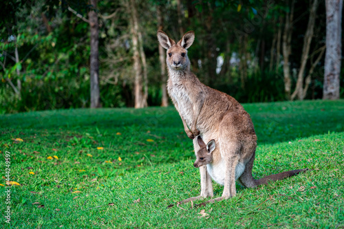 Kangaroo with the baby (joey) sticking it's head out of the pouch