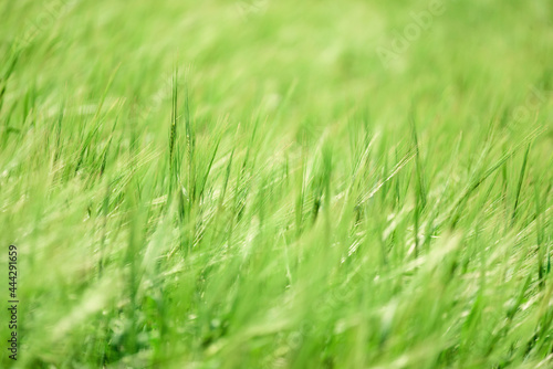 Green wheat field on sunny day. Soft focus