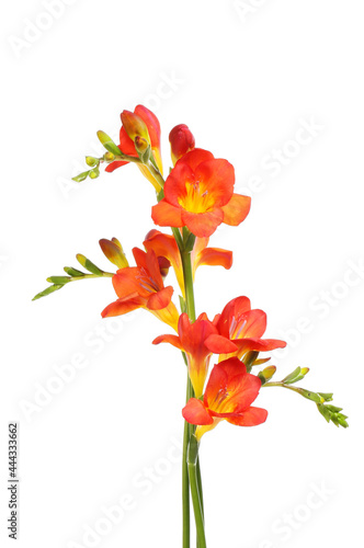 Arrangement of freesia flowers