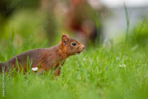 Eichhörnchen auf Nusssuche