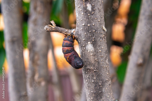Pest: Silkworm pupa (Lymantria dispar) on a tree.