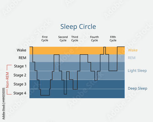 sleep circle with sleep stage to analysis of brain activity during sleep