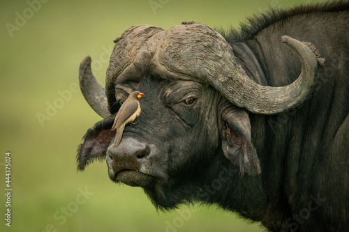 Yellow-billed oxpecker on face of Cape buffalo