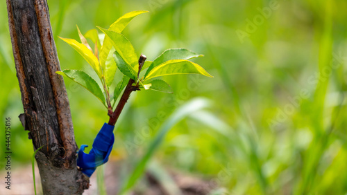 Leaves on a grafted branch of a fruit tree