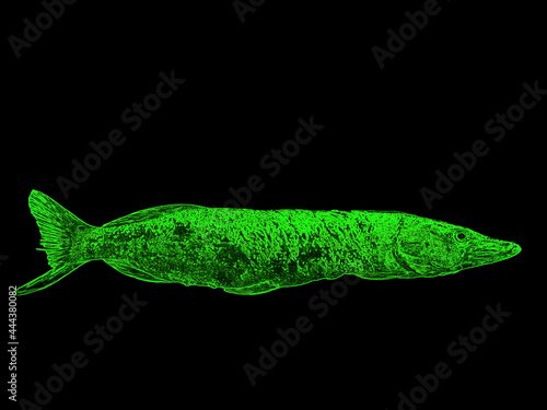 Illustration of a pike fish glows green on a black background. Pike is a freshwater fish. Fishing catch. Green glow in the dark. Fisherman's trophy. Beauty. Background picture.
