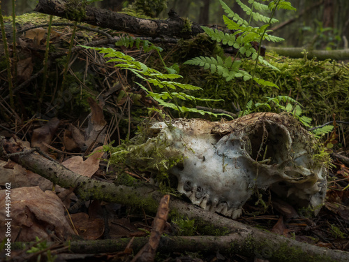 Stara czaszka leżąca w lesie wśród paproci i mchu