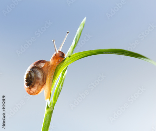 Snail on grass