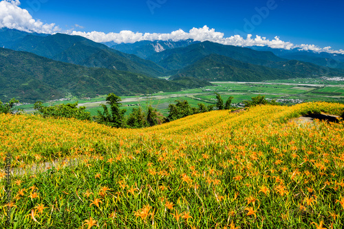 View of beautiful daylilies in the Liushishi Mountain of Hualien, Taiwan. it's one of the famous attractions in Hualien.