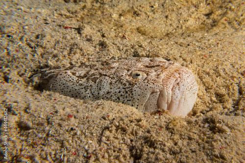 Reticulated stargazer (Uranoscopus bicinctus) or Marbled stargazer during a night dive at Padre Burgos Pier in Sogod Bay, Southern Leyte, Philippines. Underwater photography and travel.