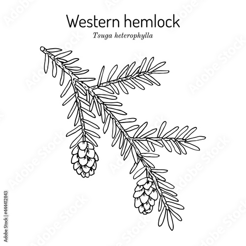 Western hemlock spruce Tsuga heterophylla , state tree of Washington.