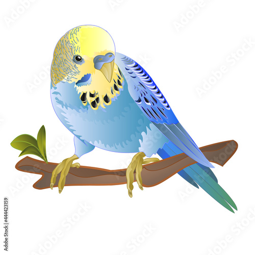 Parakeet blue Budgerigar home pet , or budgie or shell parakeet on a white background vintage watercolor vintage vector illustration editable hand draw