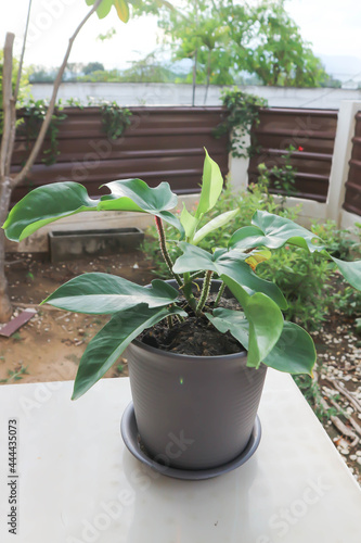 Philodendron pedatum, Philodendron plant