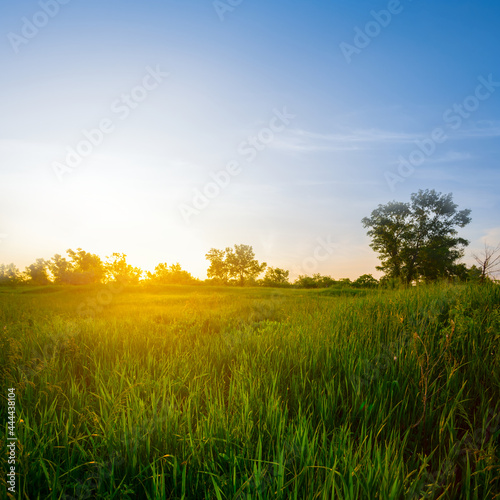 green summer prairie at the sunset, quiet summer countryside background