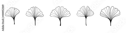 Ginkgo biloba black outline in sketch style. Isolated on white background. Sketch illustration. Abstract art nature . Vector hand drawing Line art