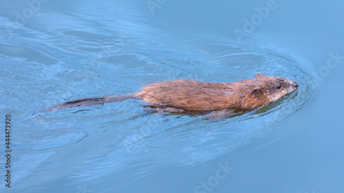 The muskrat floats on the surface of the water.