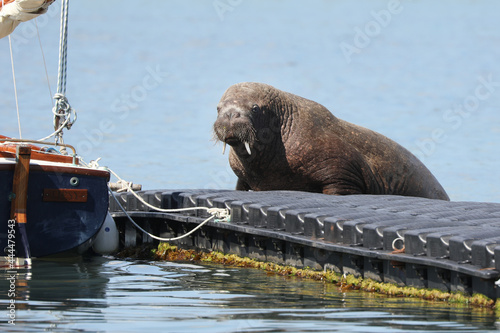 Wally the Walrus, a recent visitor to the Isles of Scilly