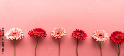 Red and pink gerbera daisies in a raw on a pink background