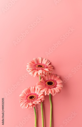 Three gerbera daisies on a pink background