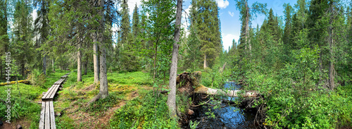 A wide panorama of the taiga wooden footpath along the mixed green along the river which reflects the blue sky. Paanayarvi National Park.Trekking wooden path at beautiful wild place crossing a forest.