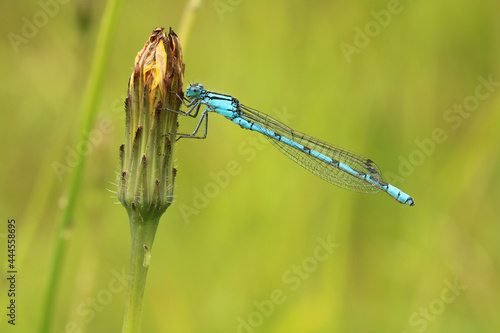 Male Common Blue damselfly. Scientific name Enallagma cyathigerum. Damselfly is perched on an emerging dandelion flower