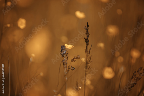 Letnia łąka z żółtymi kwiatkami i trawkami na rozmytym tle. Delikatne płatki letnich polnych jaskrów