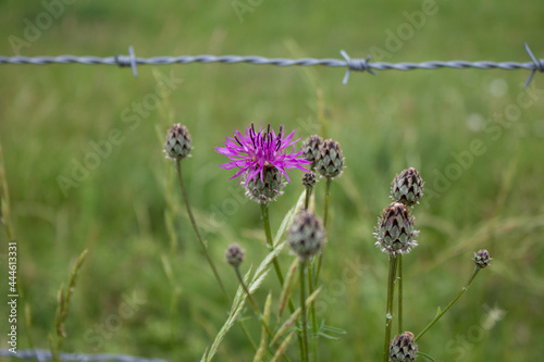Closeup shot of a purple spotted knapweed on a blurred background
