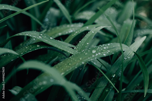 Selective focus shot of long dark blades of grass with dewdrops on them on a gloomy day