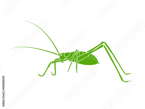 Vector of green bush-cricket long horned grasshopper on white background. From side view. Insect. Animals.