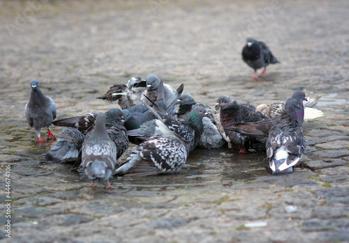 Stado kąpiących się gołębi w kałuży na kamiennym bruku 