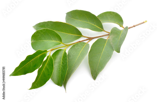 Ligustrum lucidum, the broad-leaf privet, Chinese privet, glossy privet or wax-leaf privet. Isolated on white background