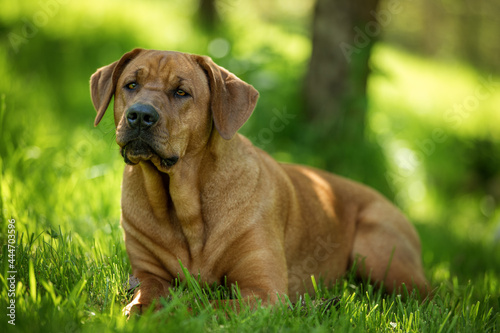 Broholmer dog in nature background