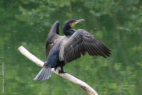 Close up of a Cormorant, Phalacrocorax carbo, perched on a branch over a river with its wings spread out.