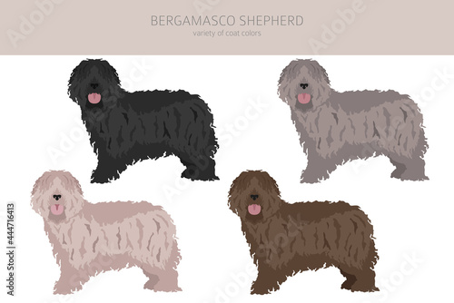 Bergamasco shepherd clipart. Different coat colors and poses set