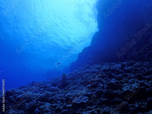 神秘的な海底・慶良間ブルー／慶良間諸島（沖縄）